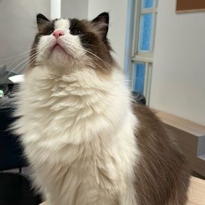 Meet your Posher, Molly